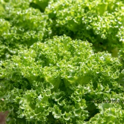 Lalique 7 Lalique -Johnny's Selected Seeds Shop 04184jp 03 lalique