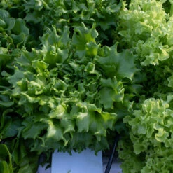 Salanova® Green Batavia -Johnny's Selected Seeds Shop 04185jp 04 salanova green batavia