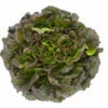 Salanova® Red Batavia -Johnny's Selected Seeds Shop 04186jp 01 salanova red batavia vendor
