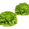 Salanova® Hydroponic Green Butter 2 Salanova® Hydroponic Green Butter -Johnny's Selected Seeds Shop 04188jp 01 salanova green butter