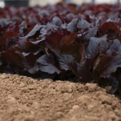 Alboreto -Johnny's Selected Seeds Shop 04225 02 alboreto vendor