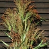 Mixed Broom Corn -Johnny's Selected Seeds Shop 04228 01 mixedbroomcorn