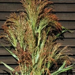 Mixed Broom Corn