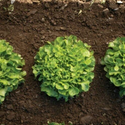 Bauer 7 Bauer -Johnny's Selected Seeds Shop 04245g 03 bauer