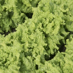 Black Seeded Simpson -Johnny's Selected Seeds Shop 0425n 01 blackseedsimp