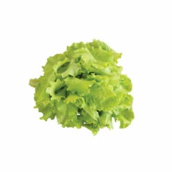 Black Seeded Simpson -Johnny's Selected Seeds Shop 0425n 04 blackseedsimpsalad.jpg