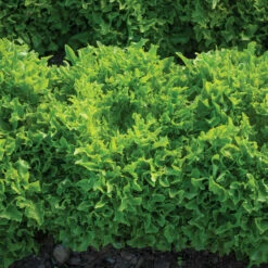 Ezpark -Johnny's Selected Seeds Shop 04346gp 02 ezpark