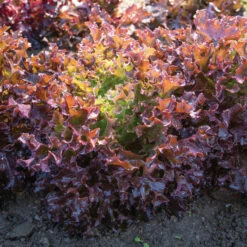 Ezflor -Johnny's Selected Seeds Shop 04348gp 02 ezflor