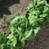Buttercrunch 1 Buttercrunch -Johnny's Selected Seeds Shop 0435g 01 buttercrunch