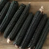 Montana Morado Maize -Johnny's Selected Seeds Shop 04381g 01 montanamoradomaize