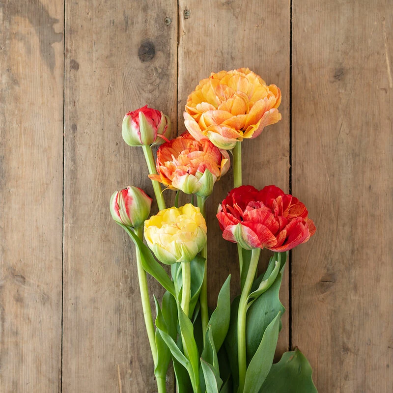 Gudoshnik Double 4 Gudoshnik Double - Image 2