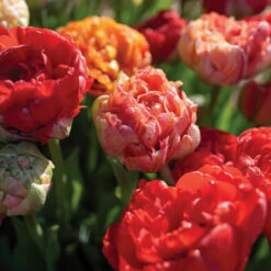 Gudoshnik Double 7 Gudoshnik Double -Johnny's Selected Seeds Shop 04448 03 gudoshnickdouble