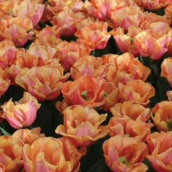 Astronaut Andre Kuipers -Johnny's Selected Seeds Shop 04482 02 astronautandrekuipers