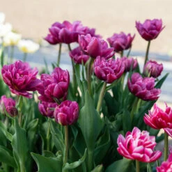 Margarita -Johnny's Selected Seeds Shop 04556 03 margarita