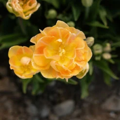 Charming Beauty -Johnny's Selected Seeds Shop 04561 04 charming beauty