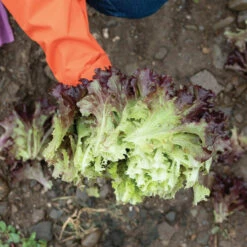 Brentwood -Johnny's Selected Seeds Shop 04599g 03 brentwood