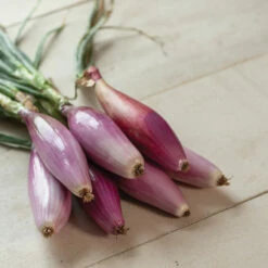 Red Long Of Florence