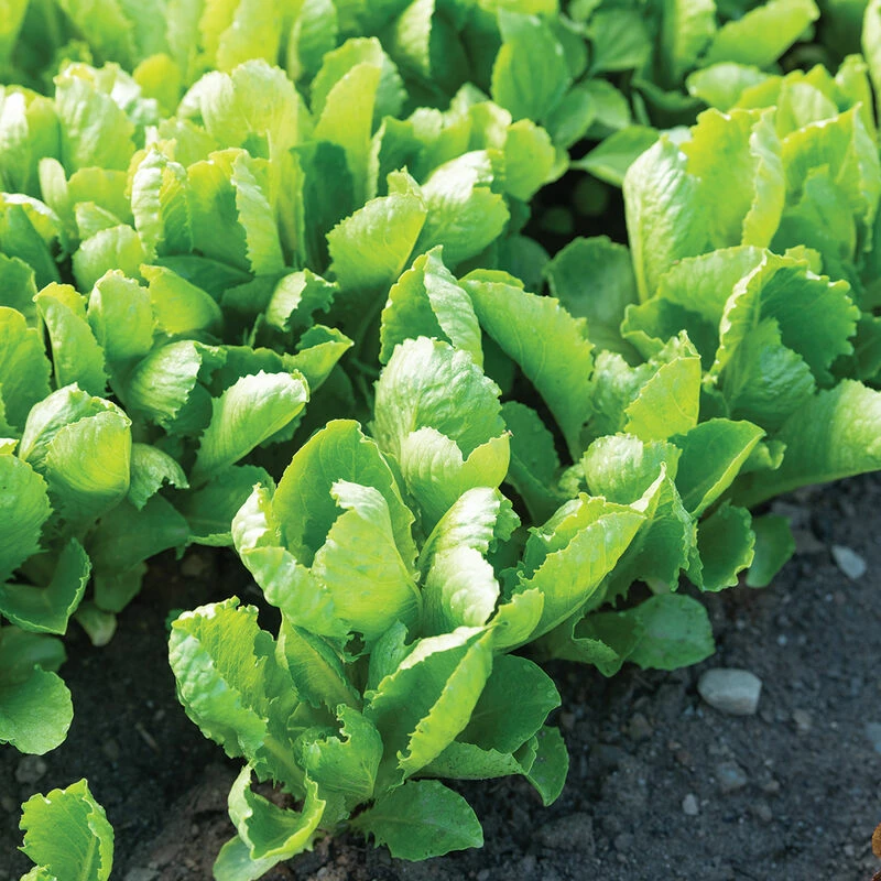 Carlsbad 5 Carlsbad - Image 3