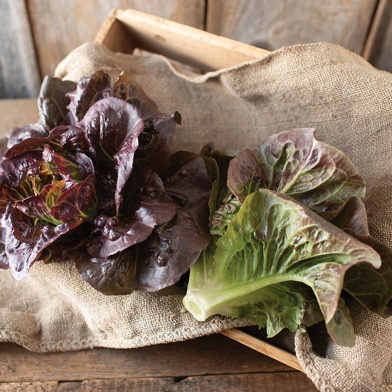 Pomegranate Crunch 3 Pomegranate Crunch