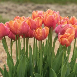 Amazing Parrot -Johnny's Selected Seeds Shop 04730 03 amazingparrot