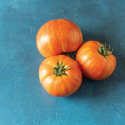 Hot Streak 5 Hot Streak -Johnny's Selected Seeds Shop 04760 02 hotstreak