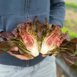 Volcana 8 Volcana -Johnny's Selected Seeds Shop 04765jp 01 volcana mini lettuce