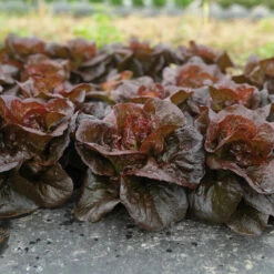 Volcana 9 Volcana -Johnny's Selected Seeds Shop 04765jp 02 volcana mini lettuce