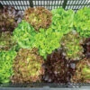 Prismatic Mini Head Mix -Johnny's Selected Seeds Shop 04768jp 01 prismatic mini head lettuce mix