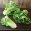 Sunland -Johnny's Selected Seeds Shop 04788 01 sunland romaine lettuce