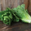 Chalupa -Johnny's Selected Seeds Shop 04791g 01 chalupa green romaine lettuce