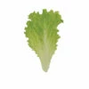 Marilisa -Johnny's Selected Seeds Shop 04839g 01 marilisa babyleaf lettuce