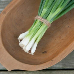 Evergreen Hardy White