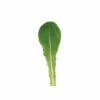 Reyes 2 Reyes -Johnny's Selected Seeds Shop 05152g 01 reyes babyleaf lettuce