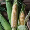Bolt XR -Johnny's Selected Seeds Shop 05253 01 bolt sweet corn