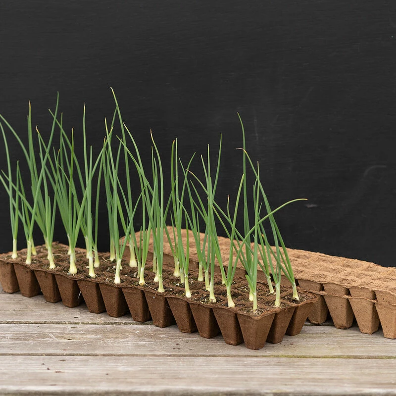 36 Cell Fertil Pots Strip – 144 Count 3 36 Cell Fertil Pots Strip – 144 Count