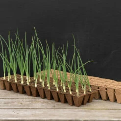 36 Cell Fertil Pots Strip – 10 Count