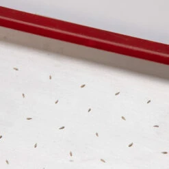 Seed Plate C264 6 Seed Plate C264 -Johnny's Selected Seeds Shop 07659 02 c264