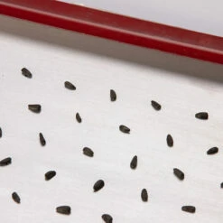 Seed Plate E264 -Johnny's Selected Seeds Shop 07661 02 e264