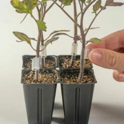 Top-Grafting Clips With Channel – 2.8 Mm -Johnny's Selected Seeds Shop 07904 02 grafting clips