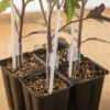 Grafting Support Stakes -Johnny's Selected Seeds Shop 07905 01 grafting stakes