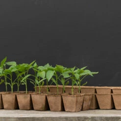 12 Cell Fertil Pots Strip – 8 Count