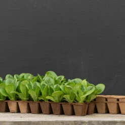 18 Cell Fertil Pots Strip – 10 Count