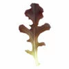 Garrison 1 Garrison -Johnny's Selected Seeds Shop 2792g 01 garrisonsalad