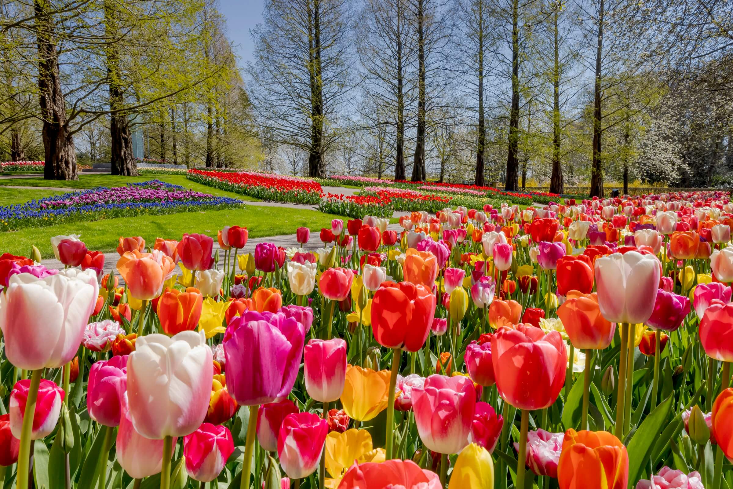 Johnny's Selected Seeds Shop -Johnny's Selected Seeds Shop Tulip season Amsterdam 2022